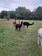 Prachtige alpaca veulens 2 merrie's en 2 hengstjes, Dieren en Toebehoren, Mei, Meerdere dieren