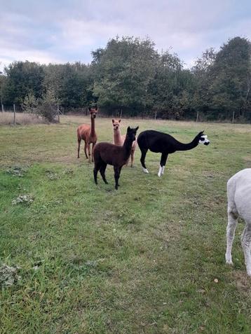 Prachtige alpaca veulens 2 merrie's en 2 hengstjes  beschikbaar voor biedingen