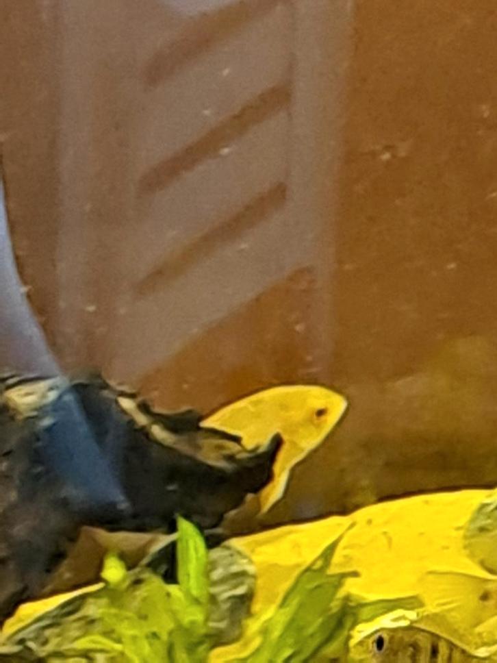 cichliden, Dieren en Toebehoren, Vissen | Aquariumvissen, Zoetwatervis, Vis