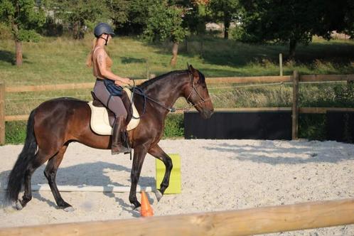 MAYORKIN - Hongre PRE, Animaux & Accessoires, Chevaux, Hongre, 160 à 165 cm, 11 ans ou plus, Cheval de dressage, Avec puce électronique