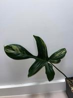 Philodendron Florida Beauty, Enlèvement ou Envoi
