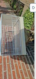 6 Kweekkooien, Dieren en Toebehoren, Ophalen