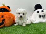 Nestjes Maltezer pups - kleine taille