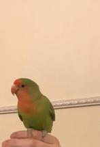 Agapornis roseicolli, Sexe inconnu, Perroquet nain ou Inséparable, Bagué