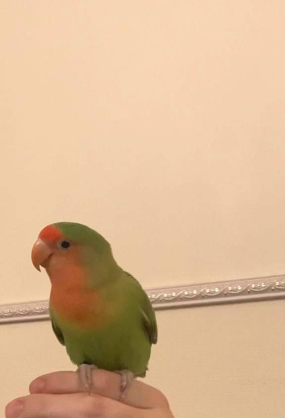 Agapornis roseicolli, Dieren en Toebehoren, Vogels | Parkieten en Papegaaien, Dwergpapegaai of Agapornis, Geslacht onbekend, Geringd