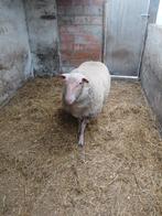 Bok, Dieren en Toebehoren