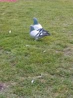 Pigeons Takla, Dieren en Toebehoren, Pluimvee