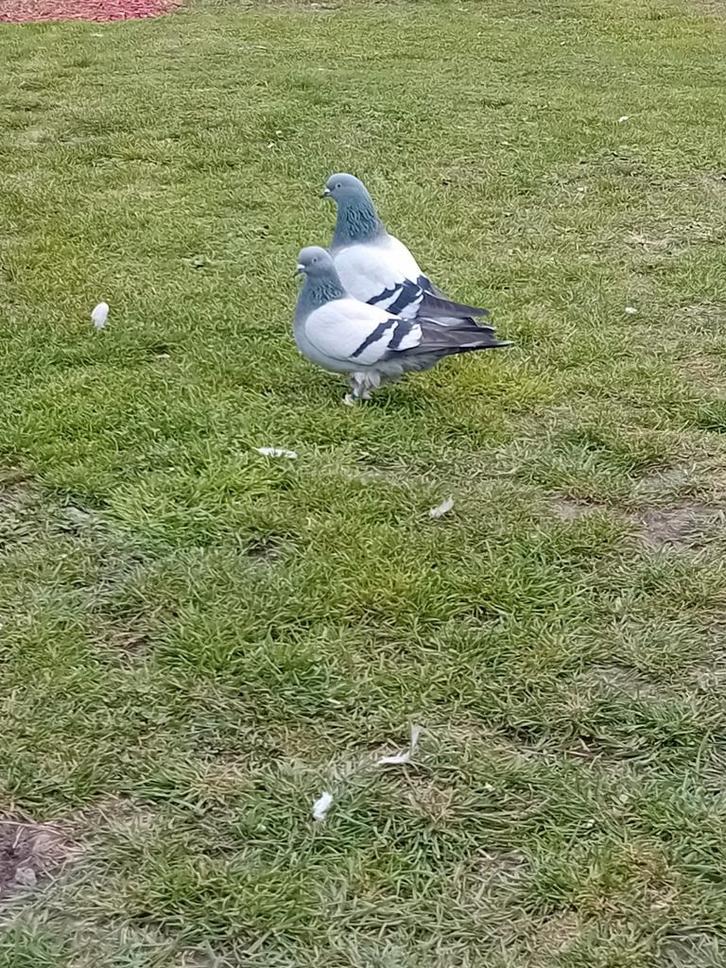 Pigeons Takla, Dieren en Toebehoren, Pluimvee