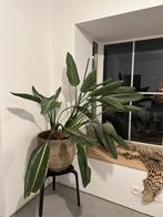Strelitzia plant 115cm + pot, Huis en Inrichting, Kamerplanten, Ophalen