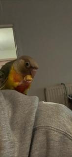 Handtamme pyrrhura baby + kot, Dieren en Toebehoren