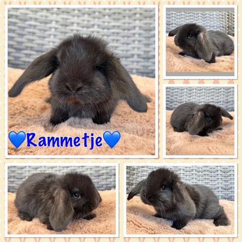 Raszuivere & jonge lieve Franse Hangoor baby rammetjes, Dieren en Toebehoren, Konijnen, Groot, Mannelijk, 0 tot 2 jaar, Hangoor