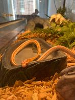 Korenslang (F) met Terrarium + toebehoren, Dieren en Toebehoren, Reptielen en Amfibieën, Met terrarium