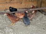 Araucana: jonge hennen, Dieren en Toebehoren, Pluimvee