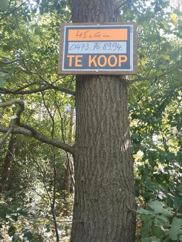 Bos te koop in Lummen