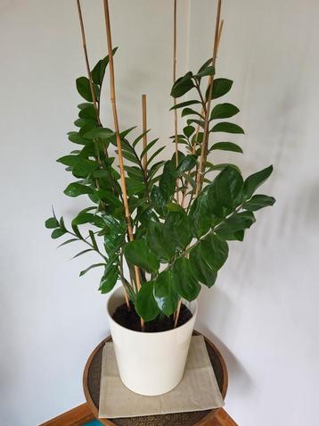 Grote kamerplant, 102cm, Kamerpalm met pot