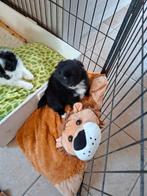Klein keesjes keeshondje, Animaux & Accessoires, Parvovirose, 8 à 15 semaines, Plusieurs, Éleveur | Loisir