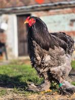 Broedeitjes brahma beschikbaar van af februari 2026, Dieren en Toebehoren, Pluimvee