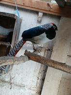 Trio lady fazanten  voor 90 euro op kleur en kweekrijp