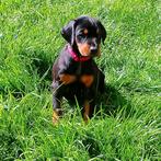 Dobermann puppy te koop, Dieren en Toebehoren, Honden | Bulldogs, Pinschers en Molossers, België, Fokker | Hobbymatig, Overige rassen