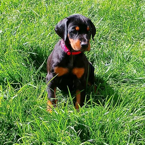 Dobermann puppy te koop, Dieren en Toebehoren, Honden | Bulldogs, Pinschers en Molossers, Overige rassen, Fokker | Hobbymatig