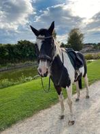 Paard te koop, Dieren en Toebehoren, Ruin