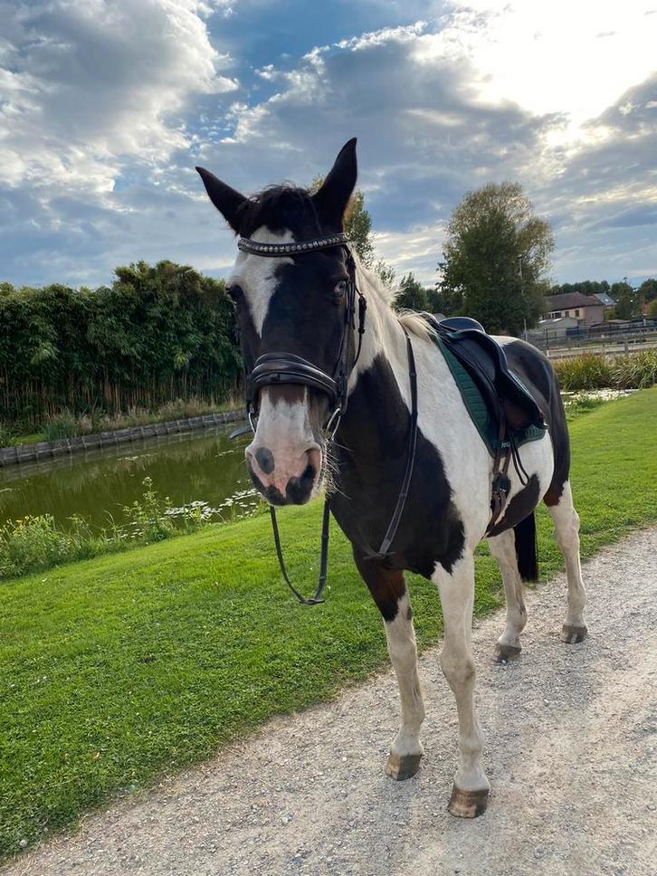 Paard te koop, Dieren en Toebehoren, Paarden, Ruin