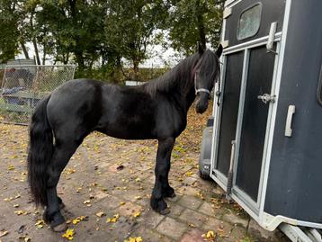 2.5 jarige Friese hengst vol papier van pier 