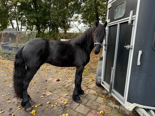 2.5 jarige Friese hengst vol papier van pier, Animaux & Accessoires, Chevaux, Étalon, Non dressé, 160 à 165 cm, 0 à 2 ans, Cheval de récréation