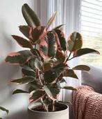 Ficus elastica, Huis en Inrichting, Kamerplanten, Ophalen, Ficus
