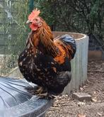 4 mooie haantjes, Dieren en Toebehoren, Pluimvee