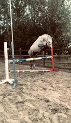 Mooie en lieve b pony ( pedigree ), Dieren en Toebehoren