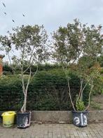 Meerstammige solitair (wintergroen), Tuin en Terras, Planten | Bomen, Ophalen, 250 tot 400 cm