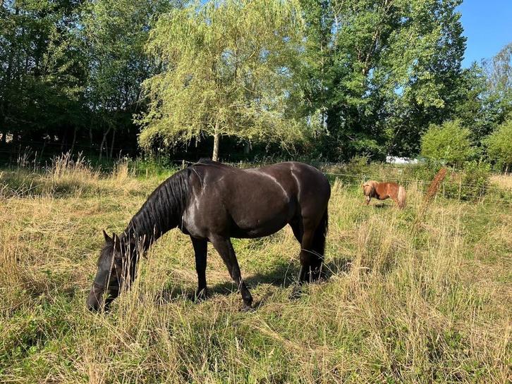 Super lieve en brave D-pony merrie, Dieren en Toebehoren, Pony's, Merrie, Zadelmak, D pony (1.37m tot 1.48m), Recreatiepony, 11 jaar of ouder
