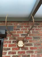 Hertengewei, Antiek en Kunst, Ophalen