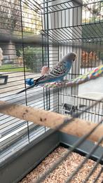 Grasparkiet met kooi en speeltjes, Dieren en Toebehoren, Vrouwelijk, Parkiet