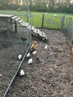 Jonge zijdehoenders, Dieren en Toebehoren, Pluimvee, Meerdere dieren, Kip