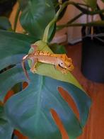 gecko des cils, Animaux & Accessoires, Reptiles & Amphibiens