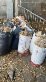 Schapen wol, Dieren en Toebehoren, Schapen, Geiten en Varkens