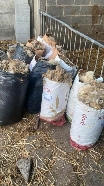 Schapen wol beschikbaar voor biedingen
