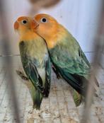 Etui Fischeri turquoise opaline, Plusieurs animaux, Perroquet nain ou Inséparable, Bagué