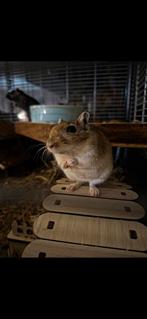 Gerbil vrouwtjes gratis