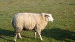 schapen, Mannelijk, Schaap