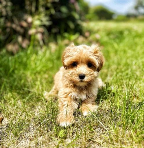 Knappe pups Havanezertjes,zoeken warme thuis uit eigen kweek, Dieren en Toebehoren, Honden | Chihuahua's en Gezelschapshonden