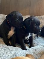 Staffordshire bull terriër pups, Dieren en Toebehoren, Honden | Jack Russells en Terriërs, Bull Terriër, België, Fokker | Hobbymatig