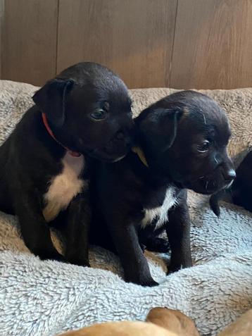Staffordshire bull terriër pups beschikbaar voor biedingen