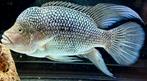Schitterend kweekkoppel Hatiensis, Dieren en Toebehoren, Vissen | Aquariumvissen, Vis, Zoetwatervis