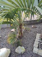 Trachycarpus Fortunei, info in beschrijving, Tuin en Terras, Ophalen
