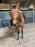 Halve stal aangeboden, Merrie, Gechipt, Zadelmak, 3 tot 6 jaar