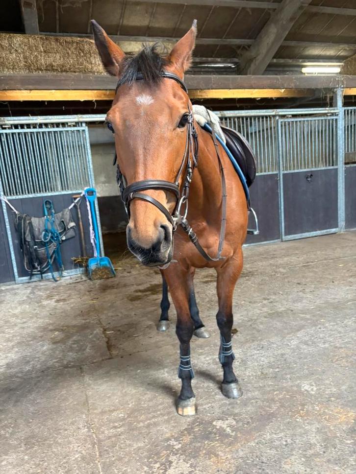 Halve stal aangeboden, Dieren en Toebehoren, Paarden, Merrie, Zadelmak, 160 tot 165 cm, 3 tot 6 jaar, Recreatiepaard, Met stamboom