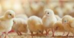 Ross308 kuikens, Dieren en Toebehoren, Pluimvee